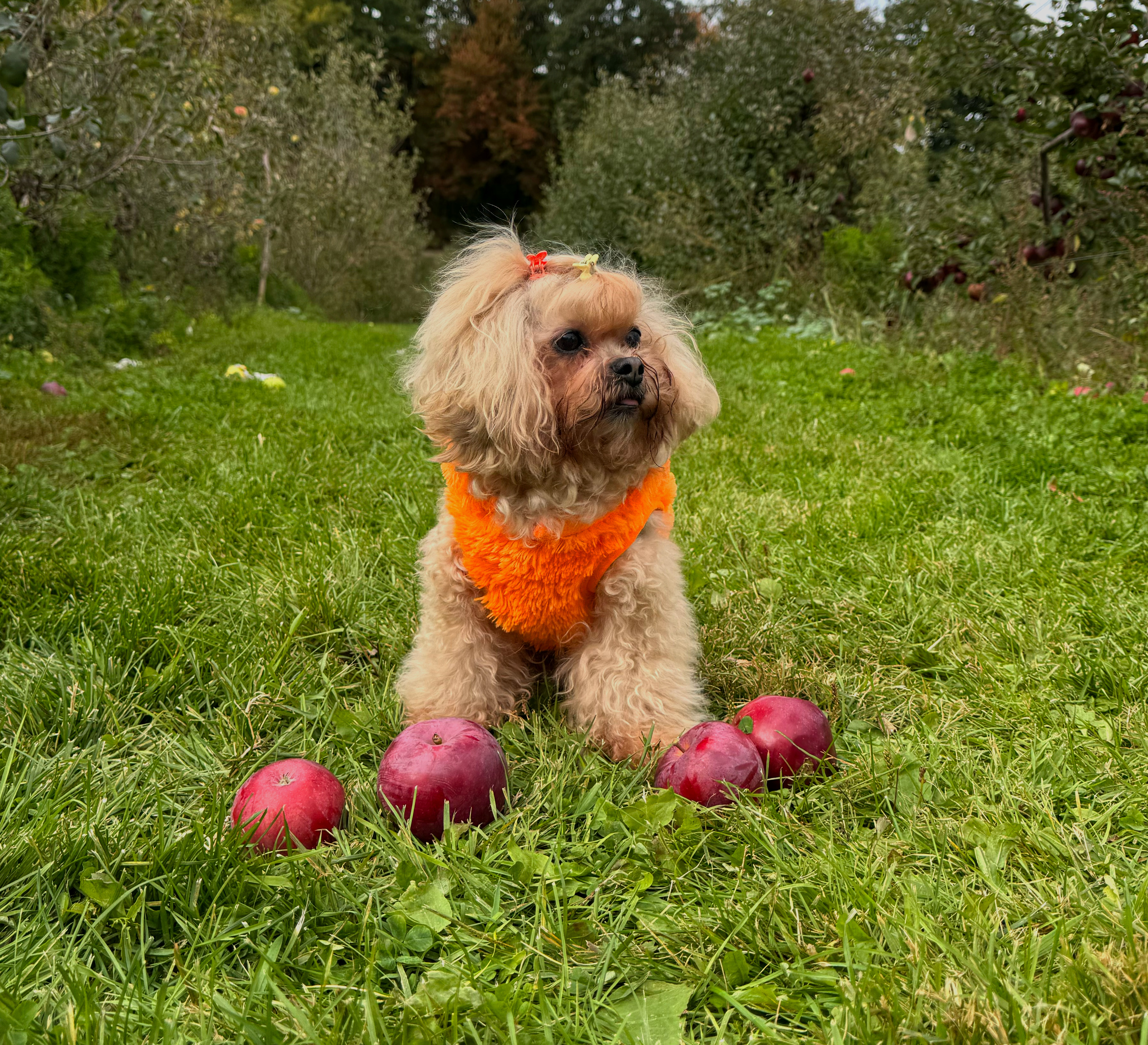 Lucy in an apple orchard